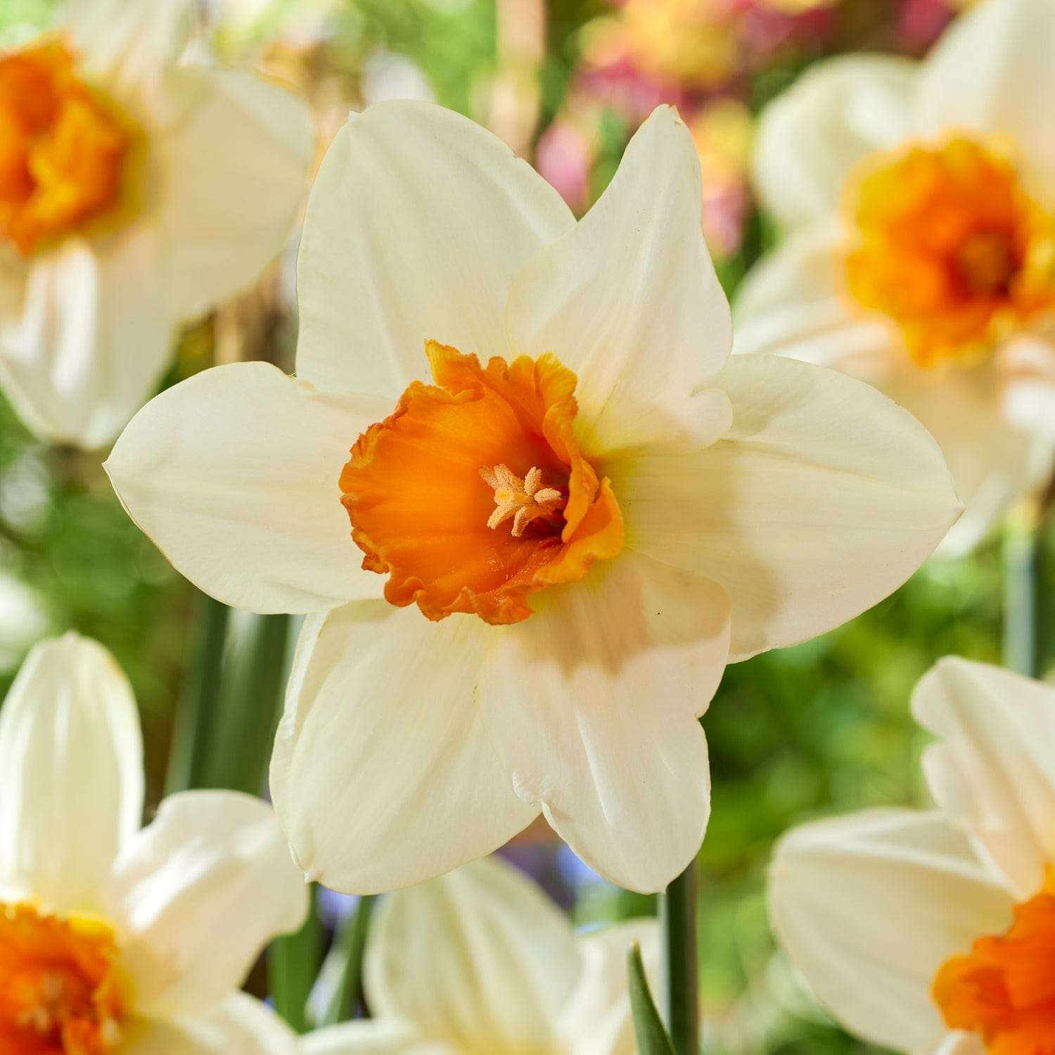 Narzisse 'Flower Record' - Narcisser